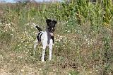 FOX TERRIER POIL LISSE 057